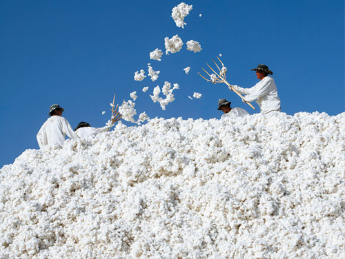 Raw Cotton